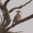 /album/photogallery/striped-kingfisher-jpg/